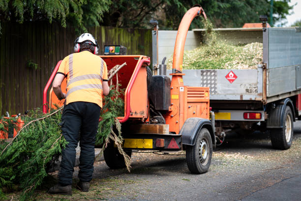 Best Tree Disease Treatment  in Raven, VA