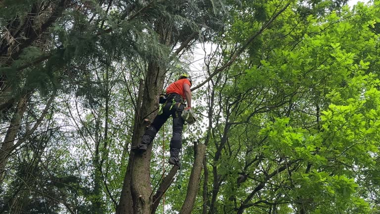 Raven, VA Tree Care Services Company